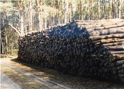 Wald - Holzstapel